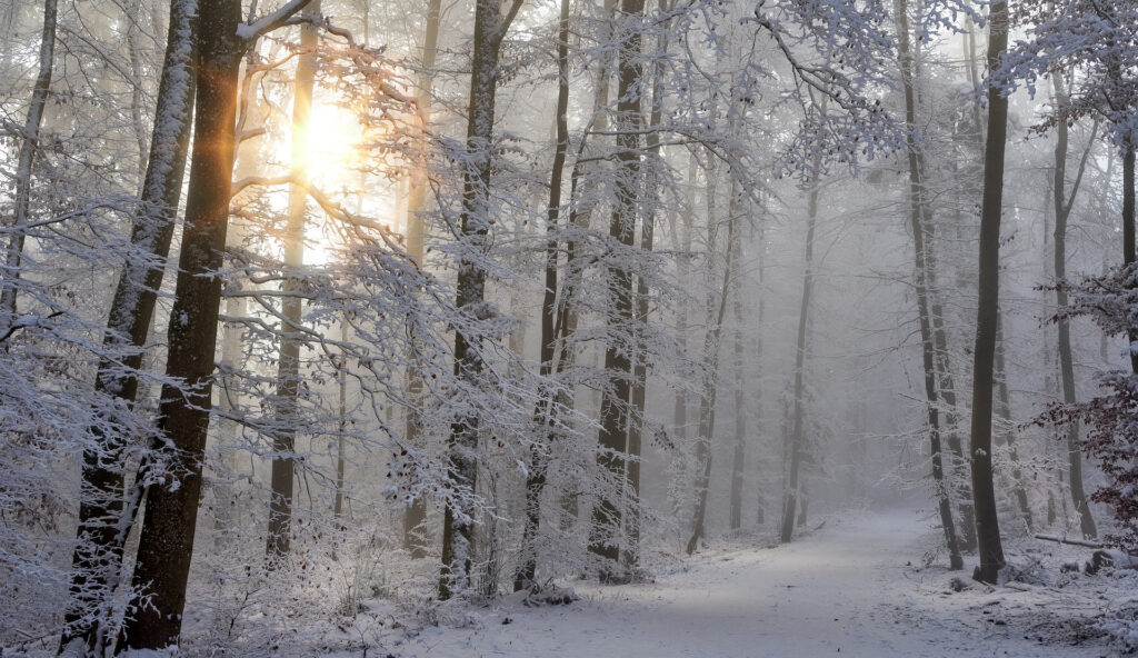 雪に覆われた森に差す低い陽光